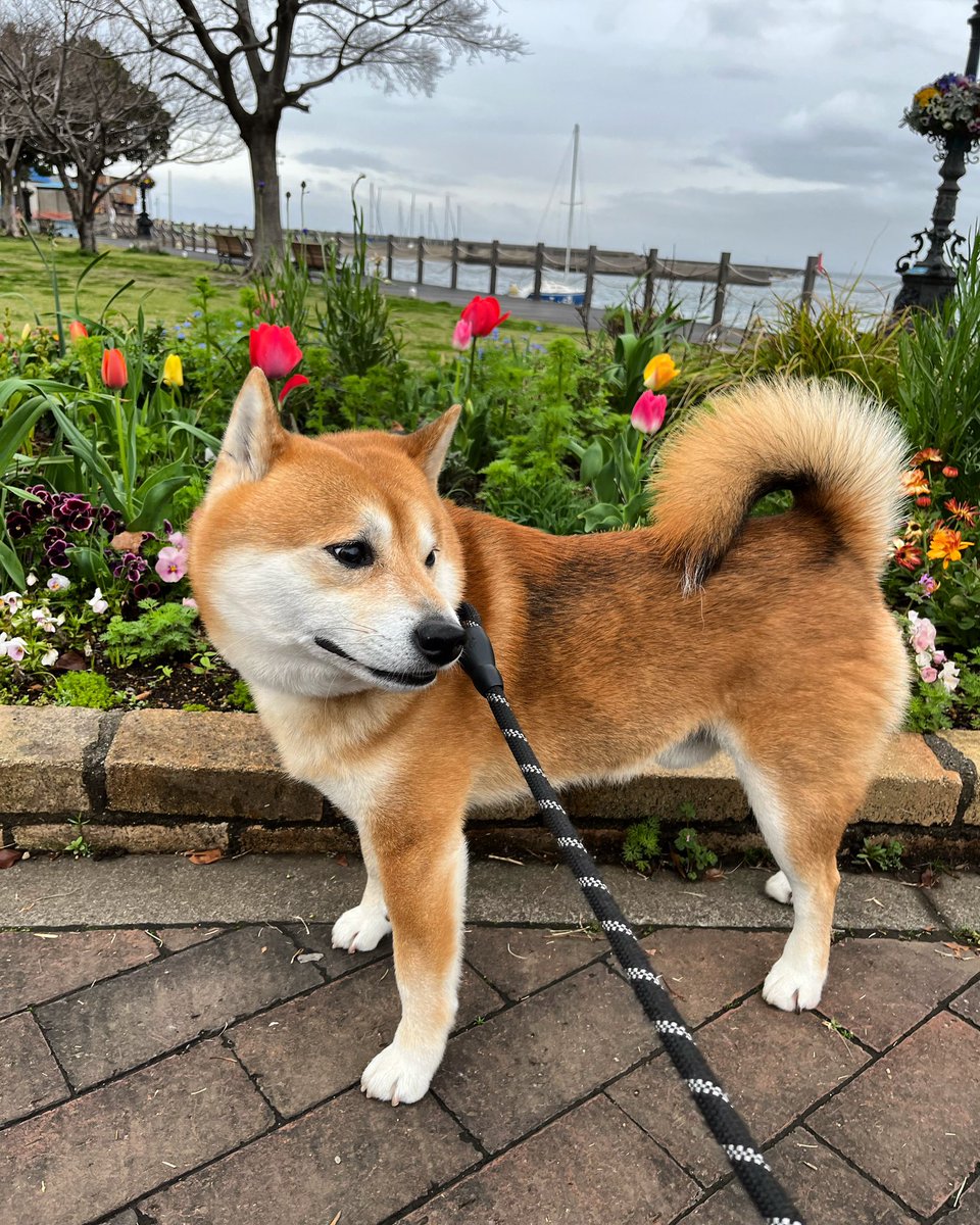 #花 #写真
#柴犬 #shibainu #犬 #dogs

お花が綺麗だよ https://t.co/dt2MGJcXNy