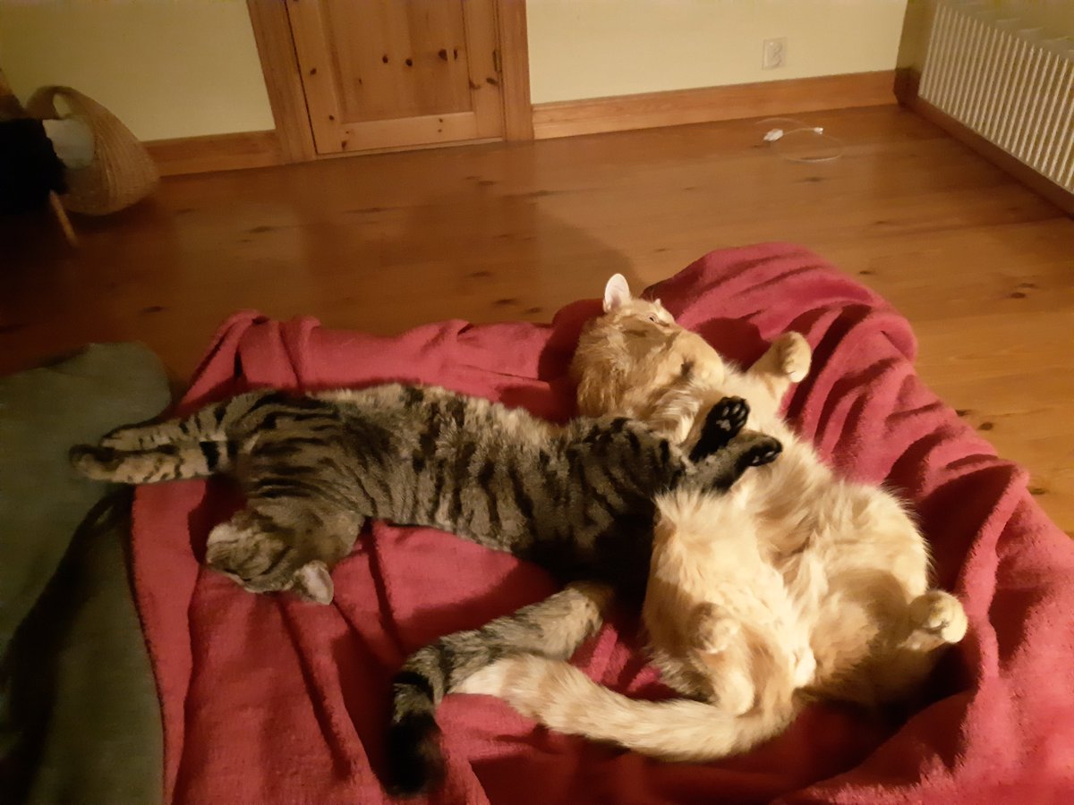 tombauble's tweet photo. Oh no, have I broken these two? https://t.co/BMQFZ74IzU