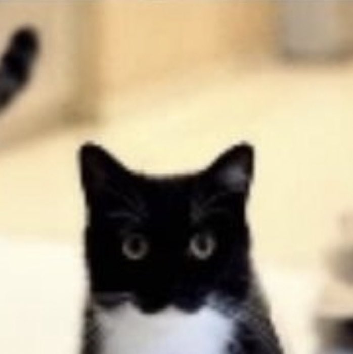 TheBucketCat tweet media