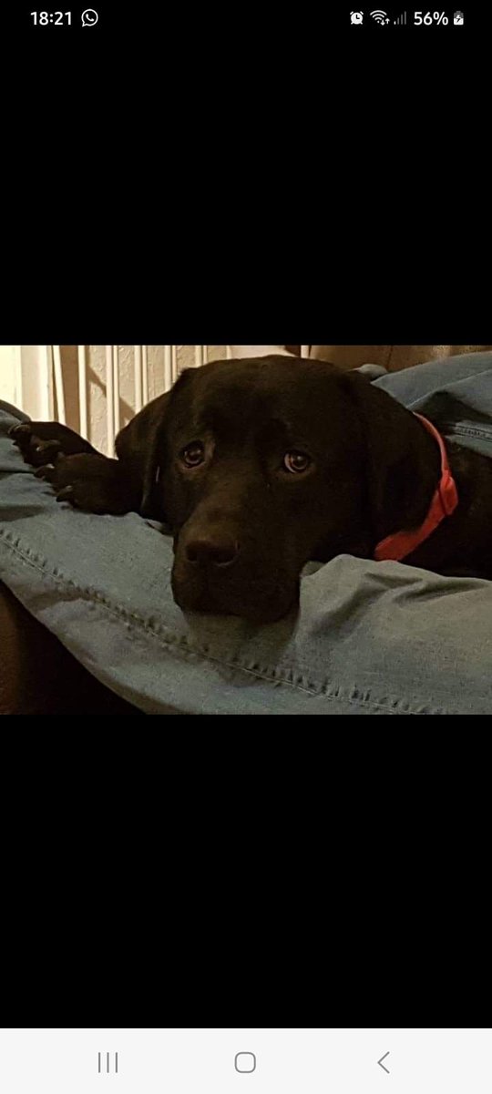 The_Animal_Team's tweet photo. #Missing Black #LabradorX from #CuckooTrail near #Polegate /#Eastbourne #BN21 area, #EastSussex since 11.30pm Thursday, 23/3/23. Tagged, chipped. DL: https://t.co/uf00D4bwyY? OP: https://t.co/8UEta9lS3U #MissingDog #SouthEast #dogsoftwitter https://t.co/M2pFp9jQvH