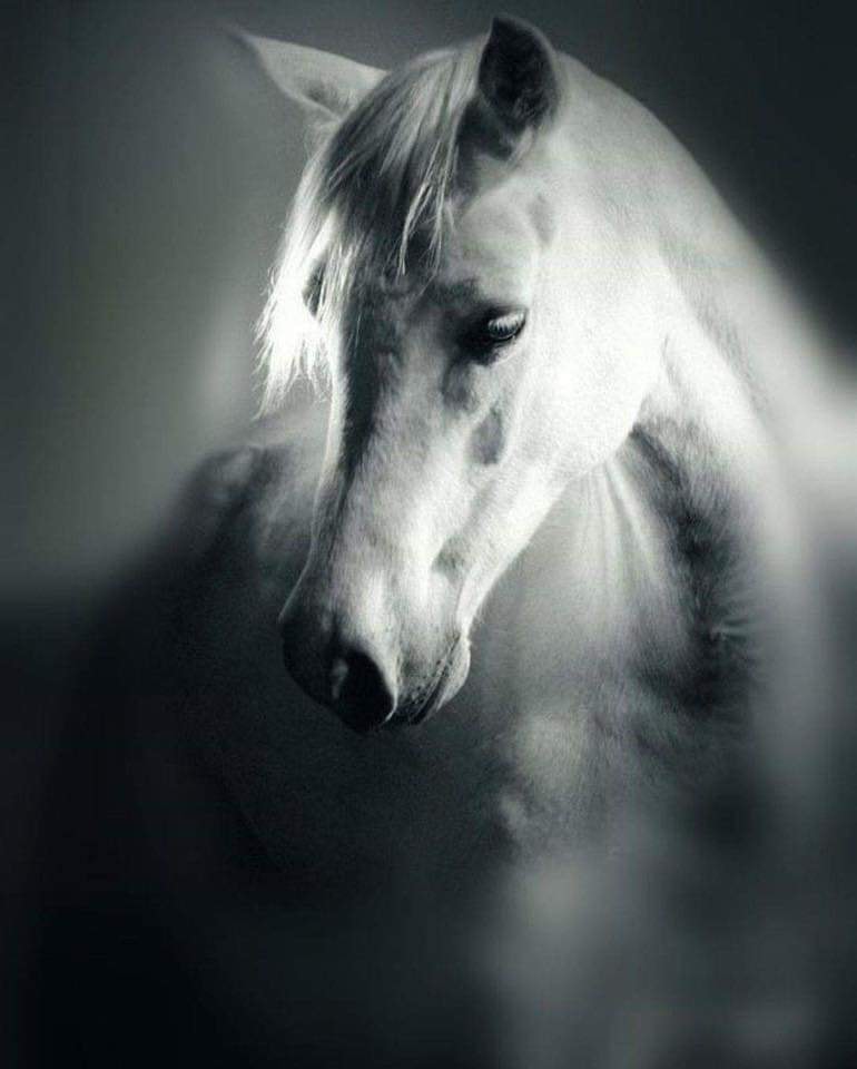 DadiQaqa's tweet photo. فعندما يفوتك القطار
لاتطل النظر فيه بحسرة وهو يبتعد عنگ بل
انظر الى الاتجاه الآخر حيث الأمل بقدوم قطار جديد .. https://t.co/BTHA38yyW8