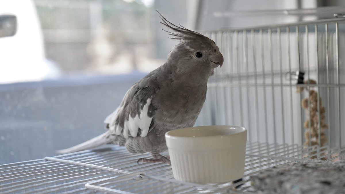 search_birds's tweet photo. 迷いインコ情報(@KENCHAN_OKAME )
⚠️探しています
❶名前：けんちゃん
❷場所：#神奈川県 #川崎市 宮前区 有馬9丁目付近
❸日時：2023/03/22 13時頃
❹特徴：#オカメインコ 灰色、頭と羽の付け根に白い模様、お腹から尾羽にかけてシマシマ模様、爪が黒い。ベタ慣れ
#拡散希望 #迷いインコ #迷子インコ https://t.co/3FJ3d7PLaZ