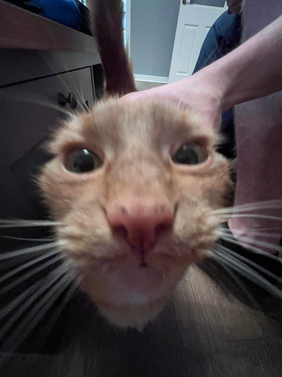 Cats with their heads held back (@catsheld) on Twitter photo 