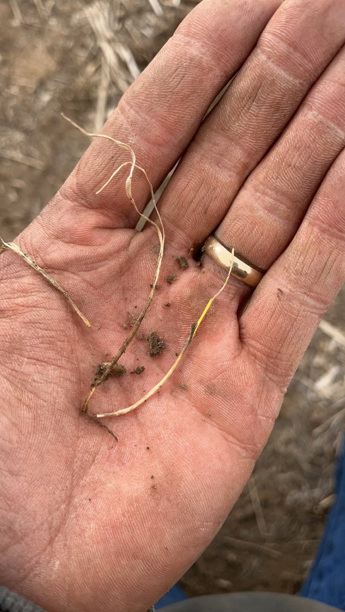 TBanzhaf_52's tweet image. Went a dig in some wheat fields this afternoon. 2023 winter wheat is gonna be a bumper crop. #winterwheat #drought #winterkill #rainbowsandbutterflys #potofgold