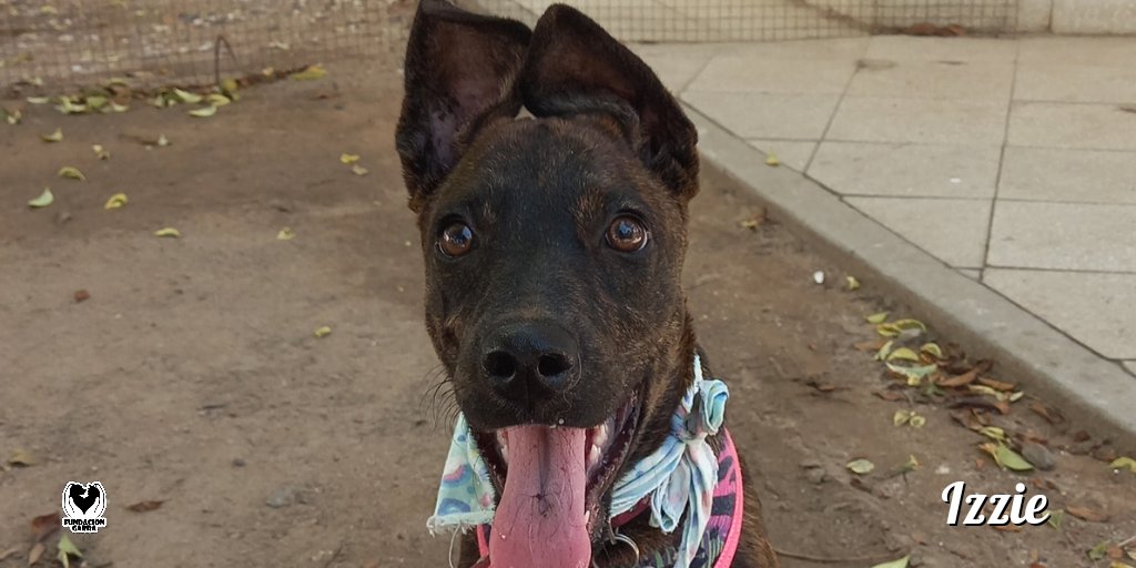 Las orejitas de Izzie están tratando de escuchar si hay una familia para ella 🤩.

Es una cachorra que ama jugar y dar besos 💜.

📲 Si te interesa tener más información comunícate por privado.