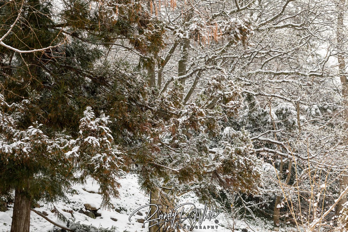 randydwhite's tweet photo. Snowy trees on the campus of Michigan State University https://t.co/mx4iIfvTA7