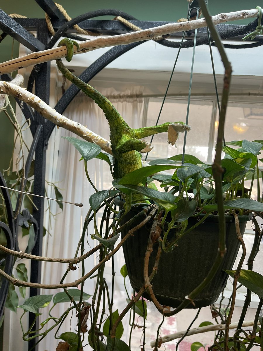 Dr. Heather Hallen-Adams tweet media