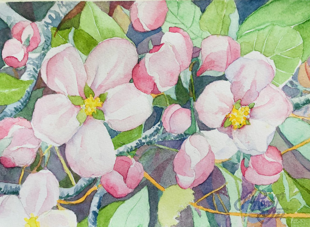 Apple blossoms. I’ve lived most of my life where local fruit trees are mostly citrus, so I find these flowers enchanting. Small work, 5”x7”
©️2021, all rights reserved. Shop link up in bio! 
#watercolor #appleblossoms #fineart #painterontwitter