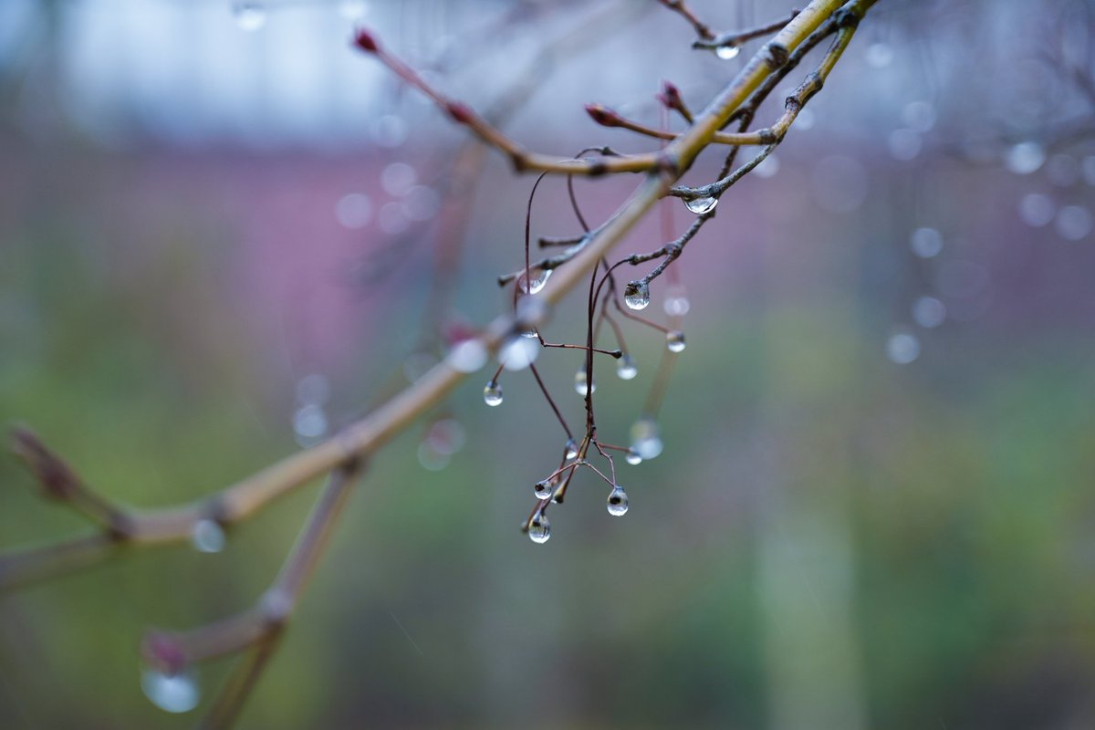 soba047's tweet photo. 雨の日も雨の風景を撮るのは楽しい♪

#α7IV #fe2070g #SEL2070G #Sony #写真好きな人と繋がりたい #雨 #写真 #カメラ https://t.co/C4csrr9oDT