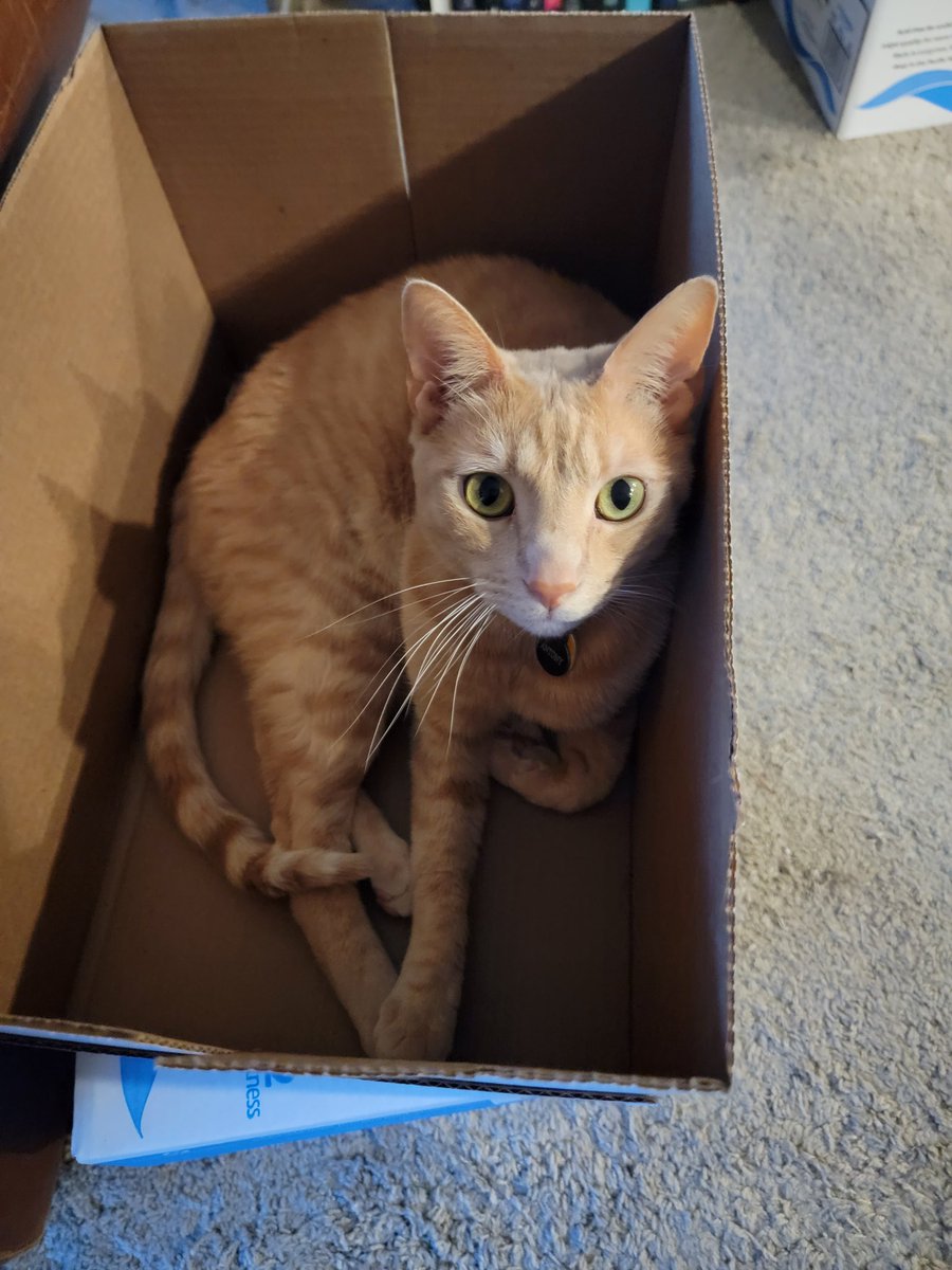 wakingdragons's tweet photo. I want to be this happy to be able to sit in a box! https://t.co/il5TD9az9T
