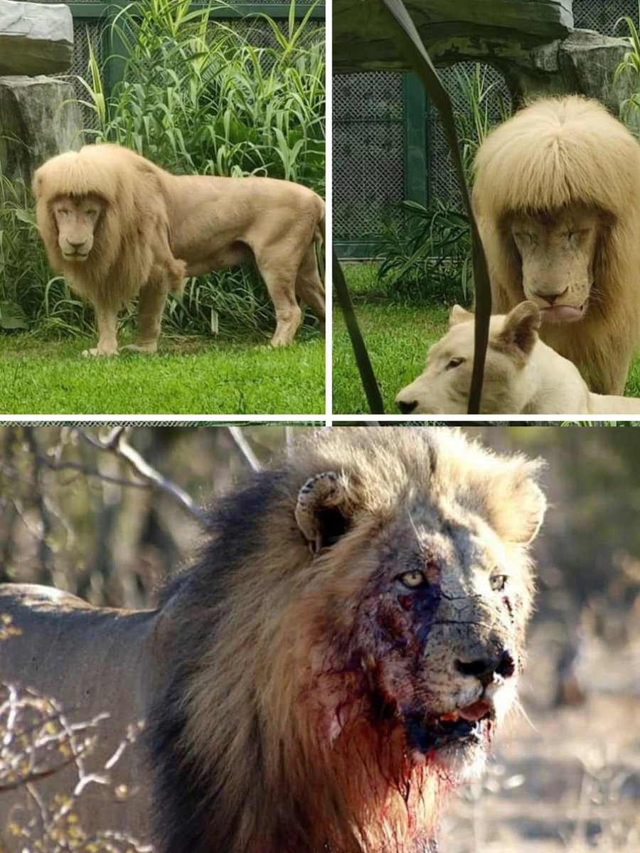 Mahmoudsaaad01's tweet photo. Boys grown up in luxury will never become kings of the jungle! https://t.co/yml8uSml8k