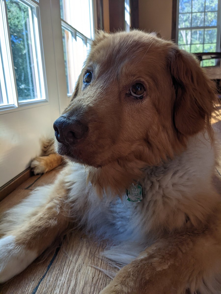 TH_streams's tweet photo. Unfortunately Comet had to enter the land of infinite tennis balls earlier this week. Sadness, but he will be fondly remembered as forever a puppy https://t.co/xcR4B3o5h9