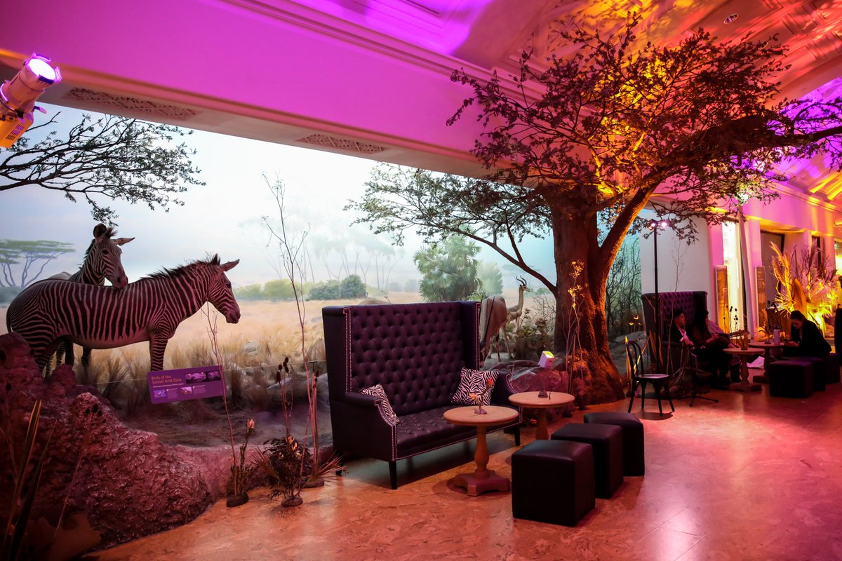 EntireEvents's tweet photo. Standard Event Rentals beautifully outfitted our entire event. To make each space feel like a distinct biome, we took advantage of Standard's extensive rental catalog. 

📸: @jimvetter  &amp; @MistiLayne 
#entiregetswild #IntoTheWild2023 #calacademy #exeperiencedesign #sanfrancisco https://t.co/V6j2PTC6Ih