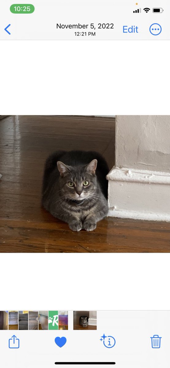 tabbytracker's tweet photo. Lost cat Tuna in Philadelphia, PA US (19144) #lostcat https://t.co/EG8N4wUA8b https://t.co/SRbxKA8Ucn