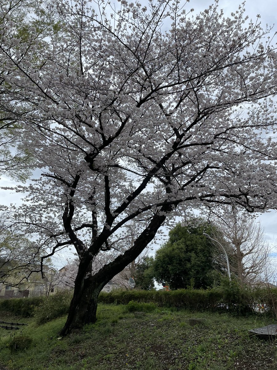 lestaylorphoto's tweet photo. Blossoms are very spotty though this year. Not much consistency. Both of these images are from Mizumoto Park yesterday. Some full bloom, others more like 50%. 🤷🏻‍♂️ https://t.co/j4DqZF4jHC