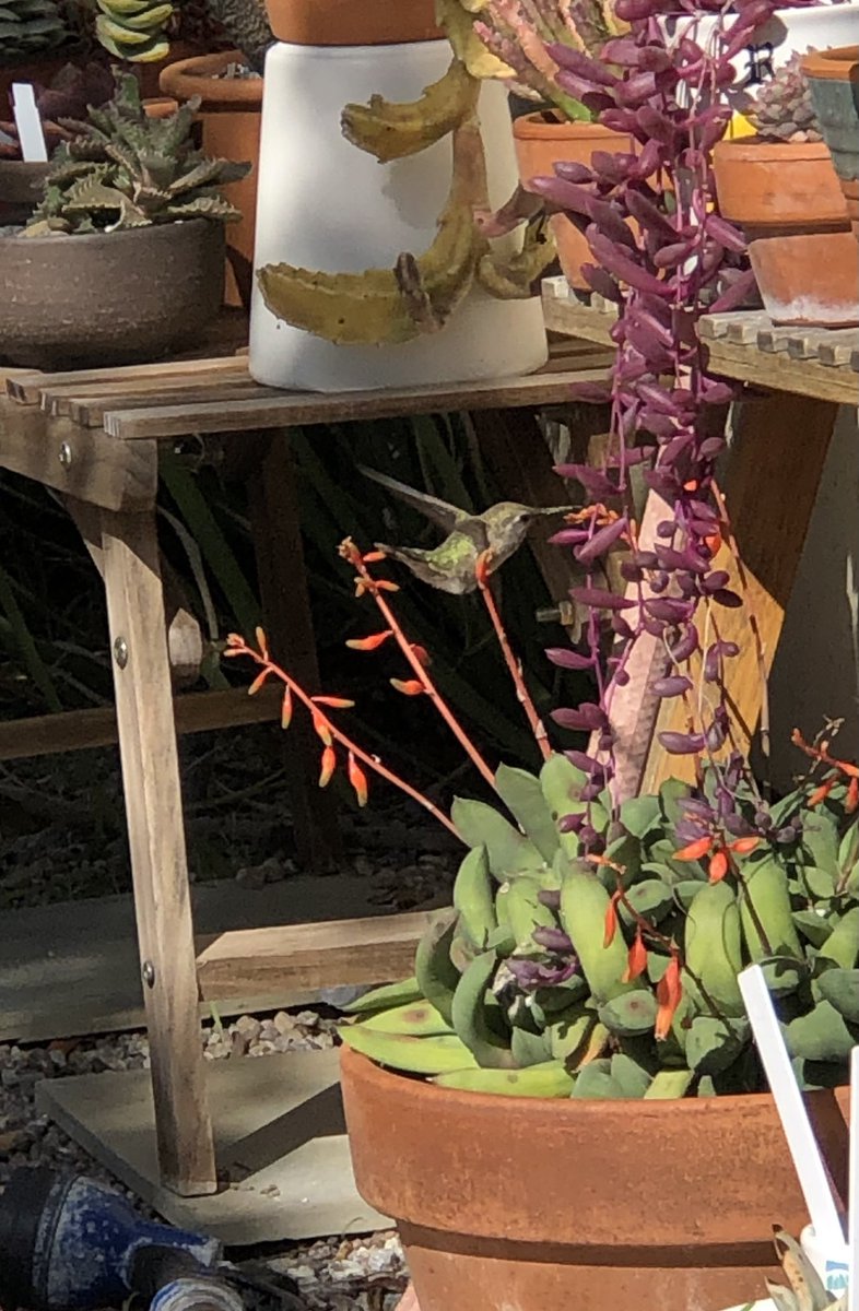 MarieRVT's tweet photo. @silverpebble You might enjoy this visitor to my garden today https://t.co/YPlbSONOM3