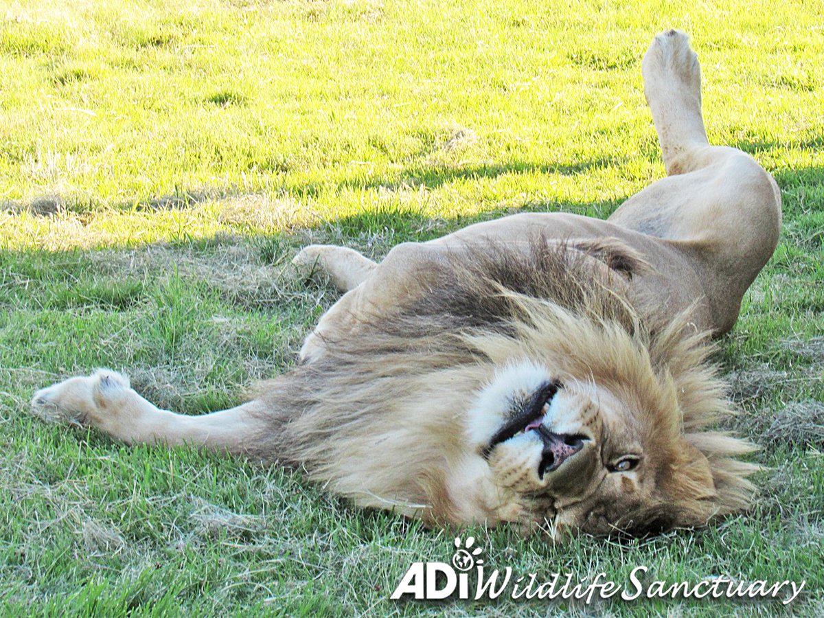 NOTHING SAYS #RELAXED LIKE A CAT BELLY UP! Scarc playfully rolls on his back, baring his belly, showing how calm & comfortable he is in his natural environment at the #ADIWildlifeSanctuary. Scarc was just a tiny cub when he & his family were #rescued by ADI from a circus in Peru. https://t.co/5NGaHcYoSP