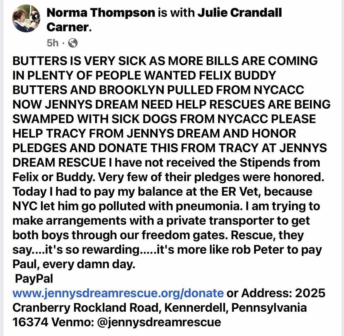woehrlejill's tweet photo. Nycacc only let’s their pre approved NewHope Rescues save dogs from their kill lists. This is what’s happening. These few rescues are going backrupt pulling deathly sick dogs from these 3 hellish, filthy shelters. Thousands in vet bills because of the inadequate care at Nycacc 😡 https://t.co/a4SFIEdlqS