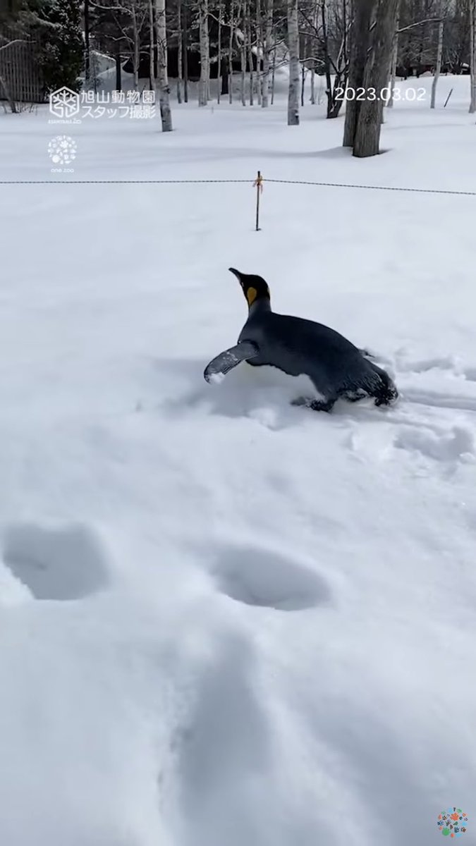 おはよう♪はぐれ #キングペンギン の自由散歩🐧腹ばいでツルッと合流🐧🐧🐧(3月2日) 

youtu.be/oJXr6O9olqU

※今シーズンのペンギンの散歩は終了

#旭山動物園
#asahiyamazoo
#kingpenguin
#散歩にゴーの日
🐧onezoo.jp🐧