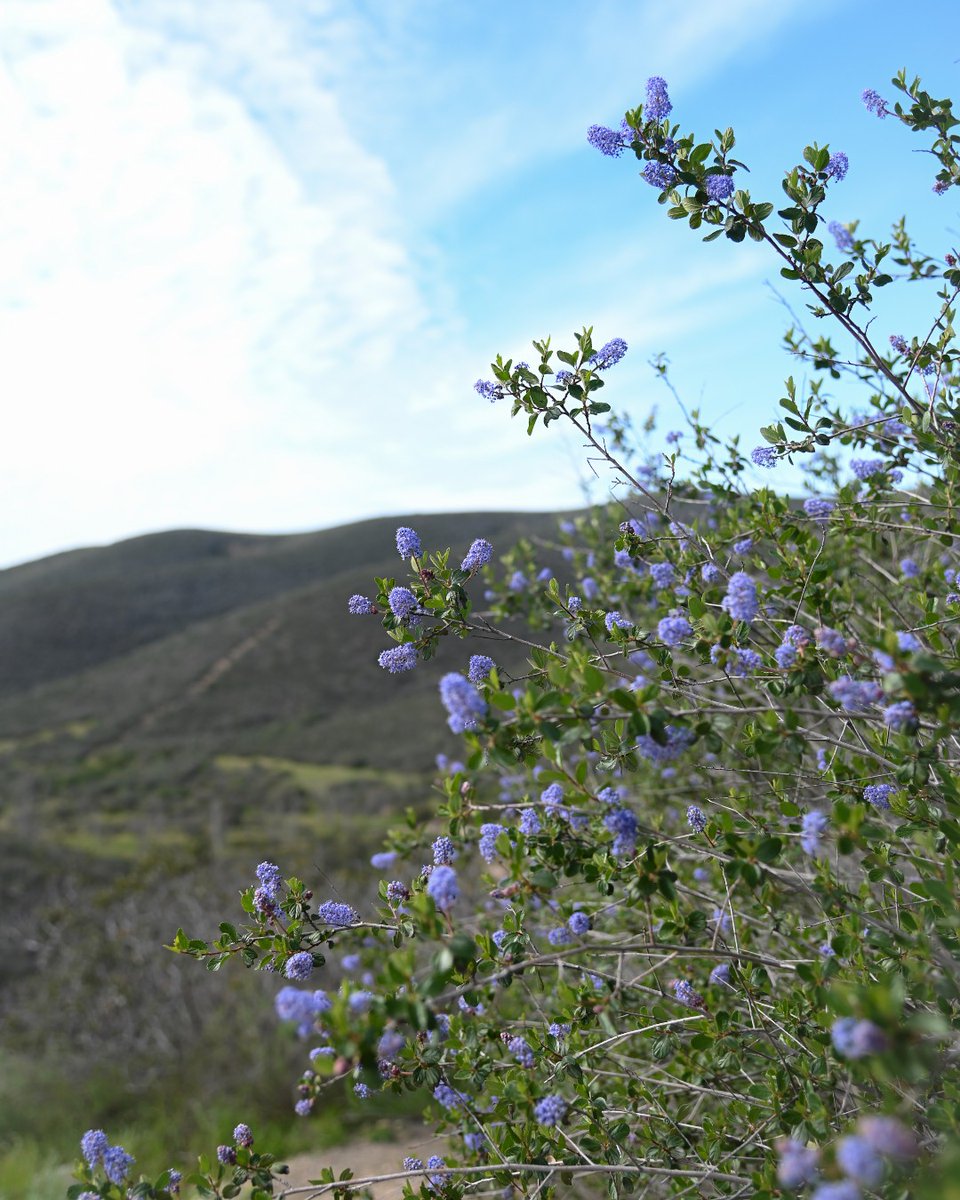 Flower Power 🌷

#Lifegrowsgreen #Flowers #Nature #Natural #Plant #Vegetation #Outdoors #Wilderness #Flower #Petal #Scenery #Herbs #Grass #Field #Purple #Landscape #Lifestyle #Hiking #Photography #Photograph <a href="/RealChadPrice/">Chad Price</a> <a href="/bsnscnslt/">BusinessConsultant</a>