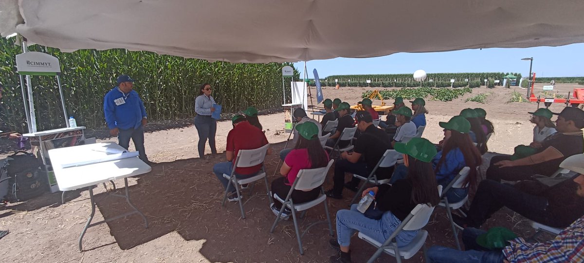 El equipo <a href="/Hub_PACNorte/">Hub Pacífico Norte</a> comparte avances en agricultura sustentable en el estado de Sinaloa. 🌽

Esto como parte del proyecto  #AbastecimientoResponsable, impulsado por <a href="/KelloggsLATAM/">Kellogg's LATAM</a> y el #CIMMY , en el que se acompaña y asesora a productores. 🙌🏽