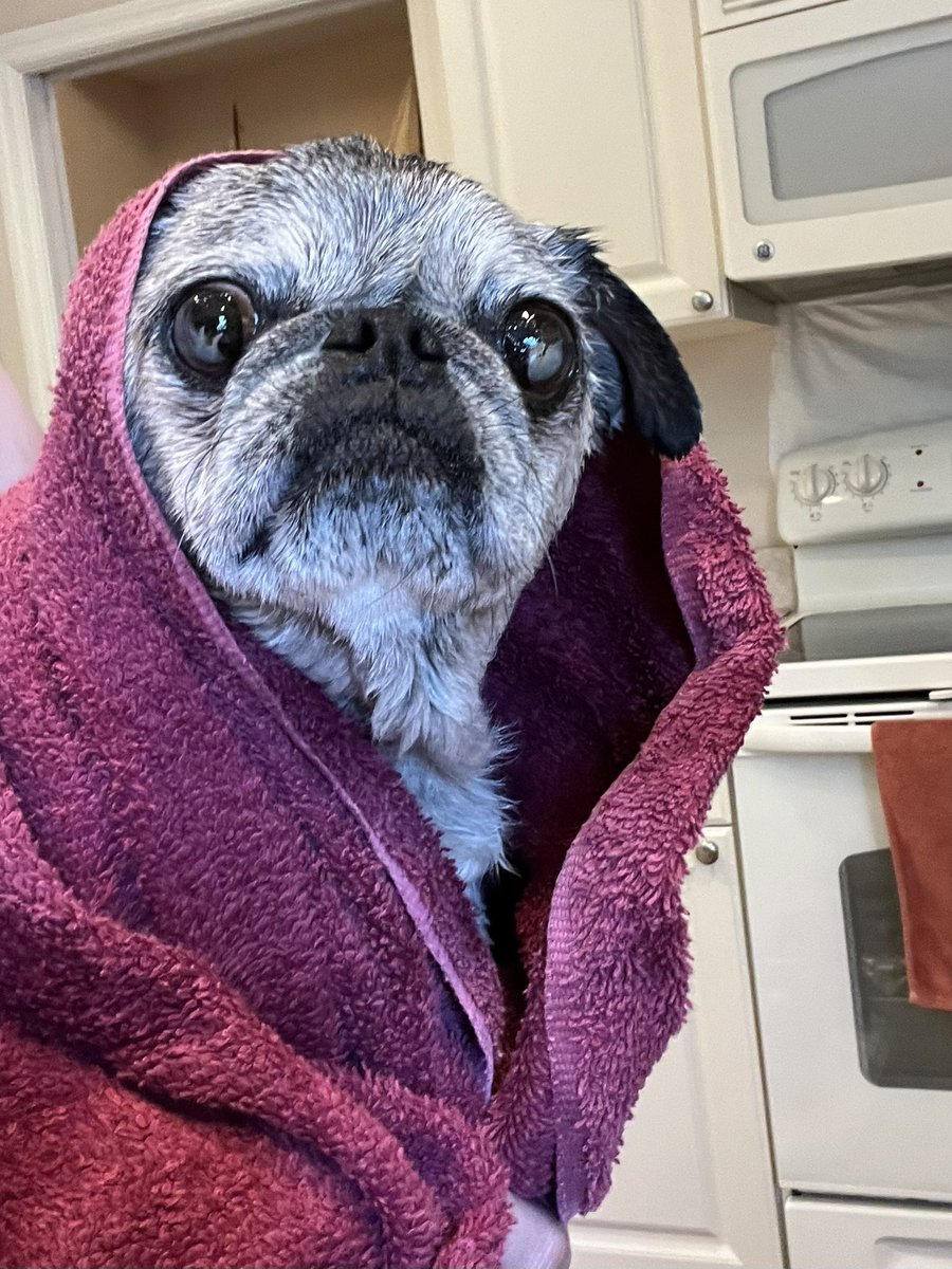 Pia_Pia_the_Pug's tweet photo. Fed, home, bathed, helping Momma work, and sleeping! @thepupsaver #florida #pug #verobeach #home #fed #bathtime #tired #sleepy #workingfromhomewithdogs #working #snoring #puglife #pugnation #love #puglove #yummy #sleepingbeauty #donotdisturb #homebound @pugpossessed @kurgo https://t.co/BO40VseDXN