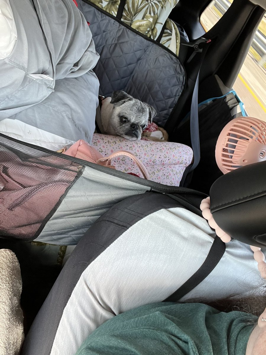 Pia_Pia_the_Pug's tweet photo. Fed, home, bathed, helping Momma work, and sleeping! @thepupsaver #florida #pug #verobeach #home #fed #bathtime #tired #sleepy #workingfromhomewithdogs #working #snoring #puglife #pugnation #love #puglove #yummy #sleepingbeauty #donotdisturb #homebound @pugpossessed @kurgo https://t.co/BO40VseDXN
