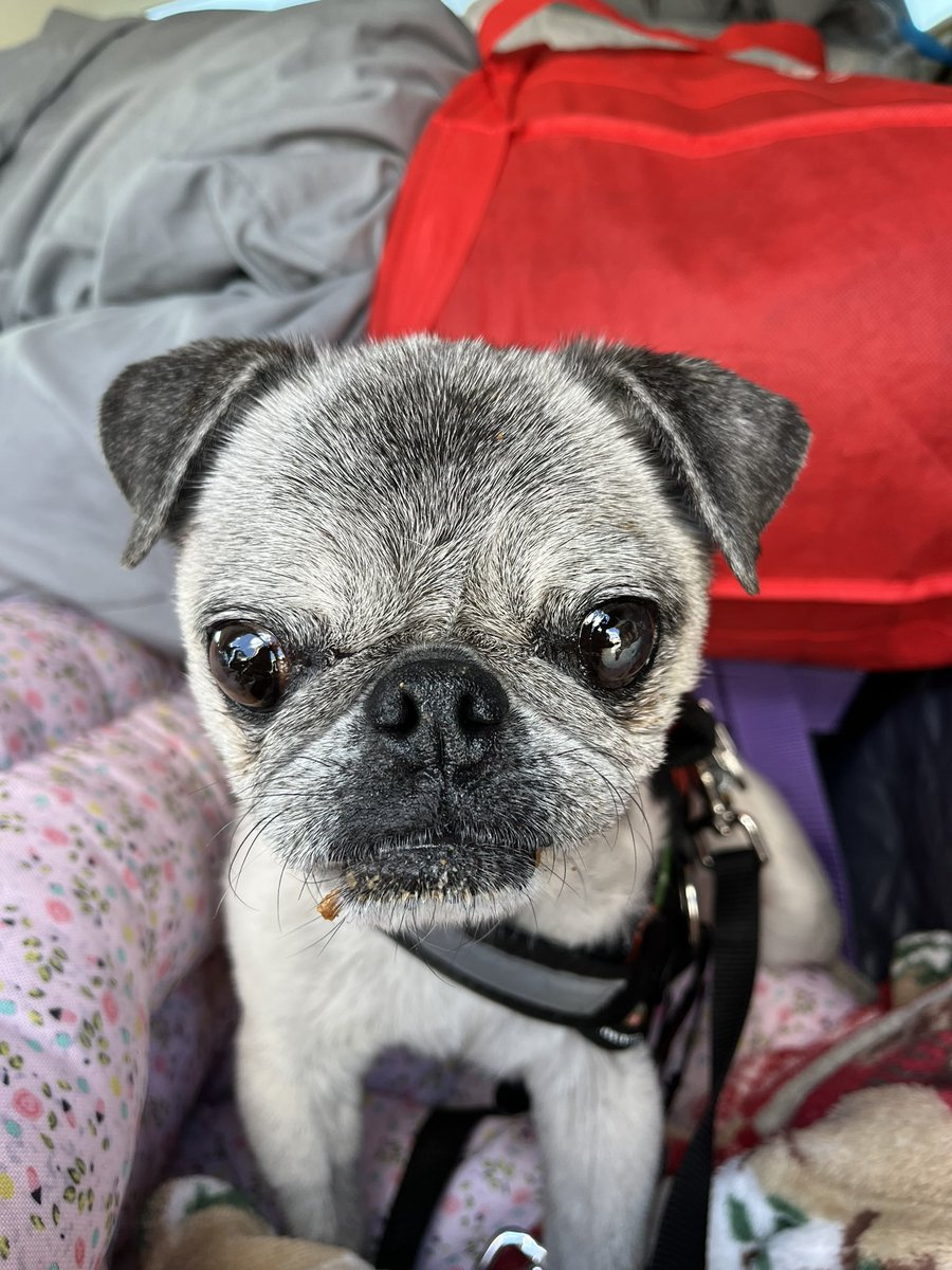 Pia_Pia_the_Pug's tweet photo. Fed, home, bathed, helping Momma work, and sleeping! @thepupsaver #florida #pug #verobeach #home #fed #bathtime #tired #sleepy #workingfromhomewithdogs #working #snoring #puglife #pugnation #love #puglove #yummy #sleepingbeauty #donotdisturb #homebound @pugpossessed @kurgo https://t.co/BO40VseDXN