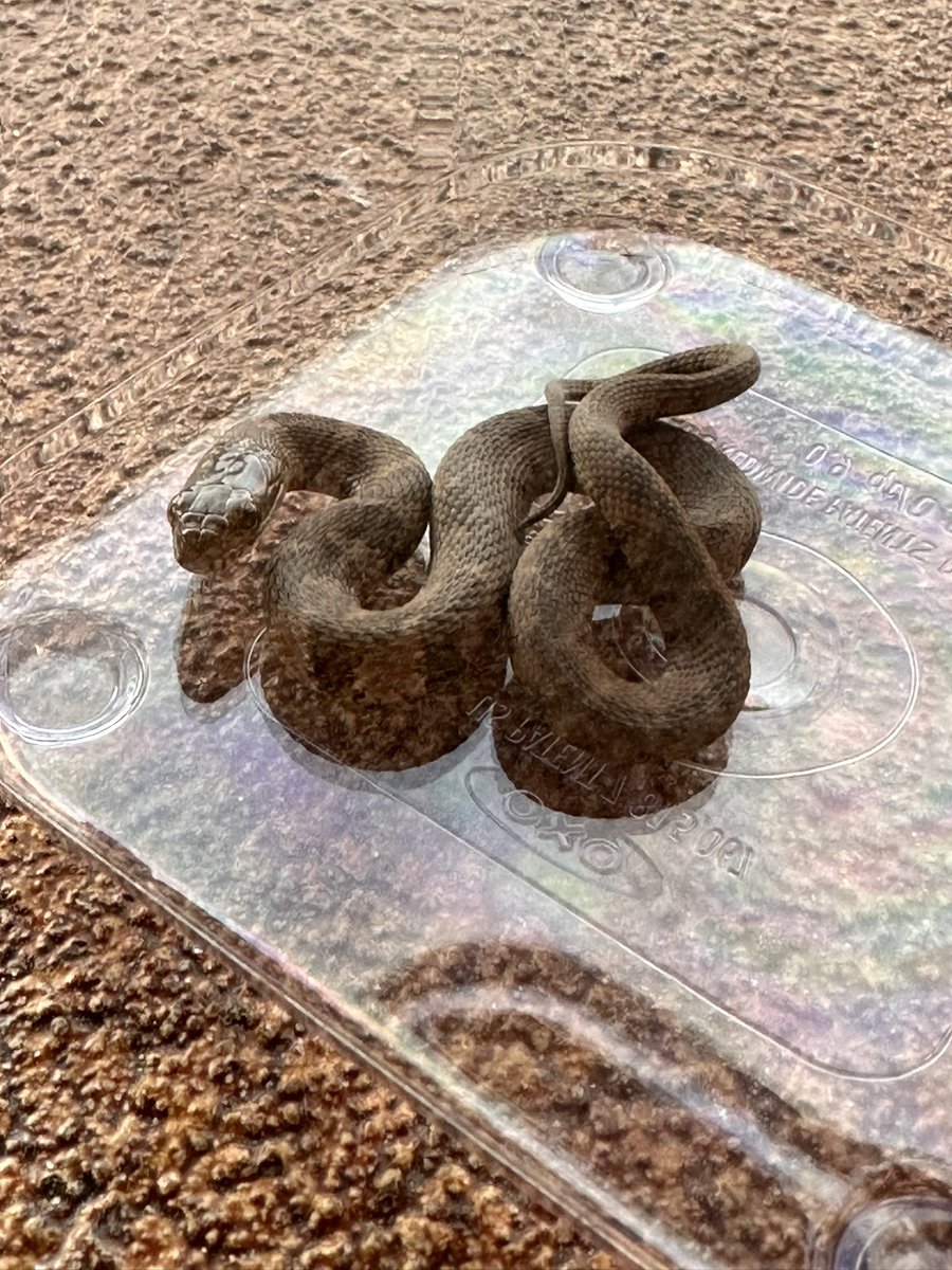 Dale Earnhardt Jr. tweet media