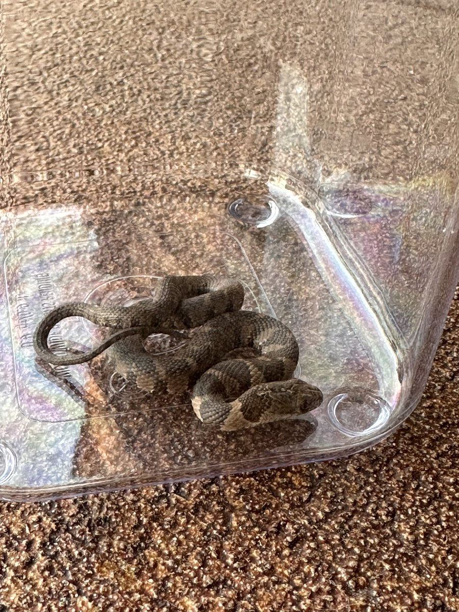 Dale Earnhardt Jr. tweet media