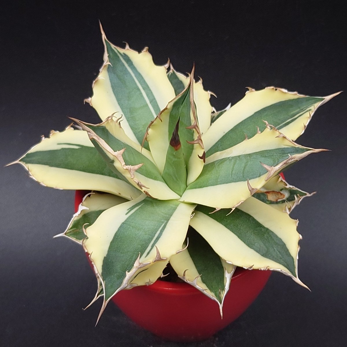 studio GreenPiece (@GreenPiece14) / Posts / X