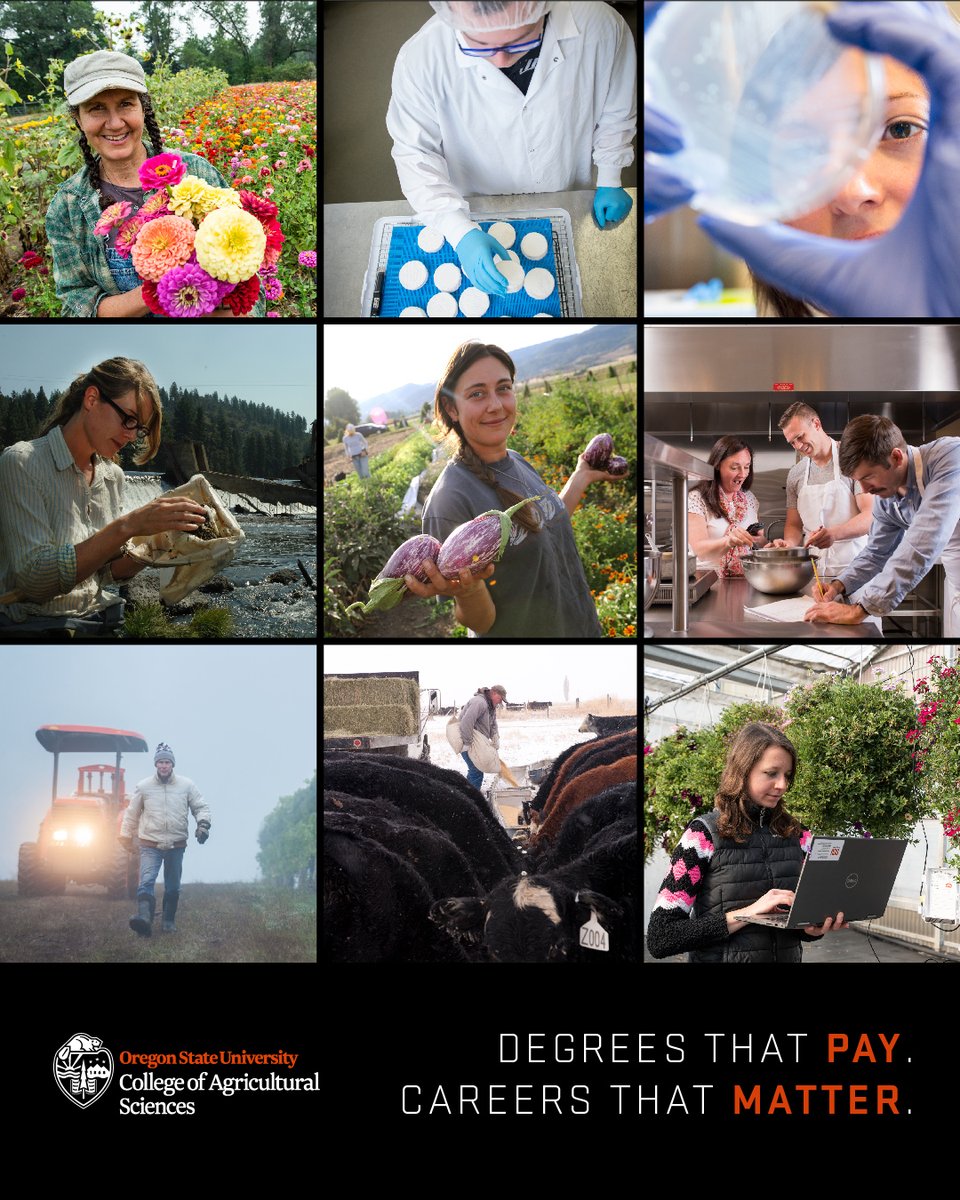 OSUAgSci's tweet image. We want to honor the many different folks working in agriculture around Oregon during #NationalAgWeek. Our ag jobs are as diverse as our commodities!

DYK: Over 500,000 jobs are related to the ag, food, and fiber industries!  😮

Find your #AgSci career at OSU! @AgIsAmerica
