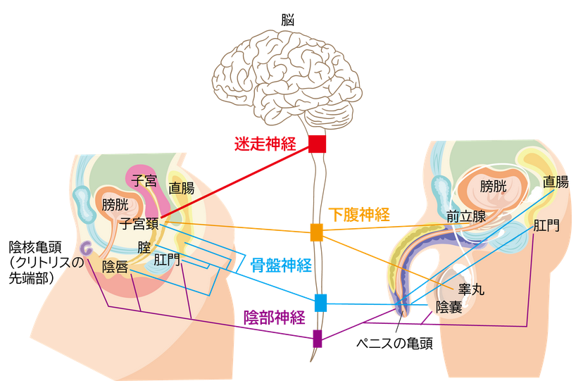 MtTumble's tweet image. 快楽神経、子宮だけ脳みその根本まで直行してて快楽器官としての格の違いが出ててイイ