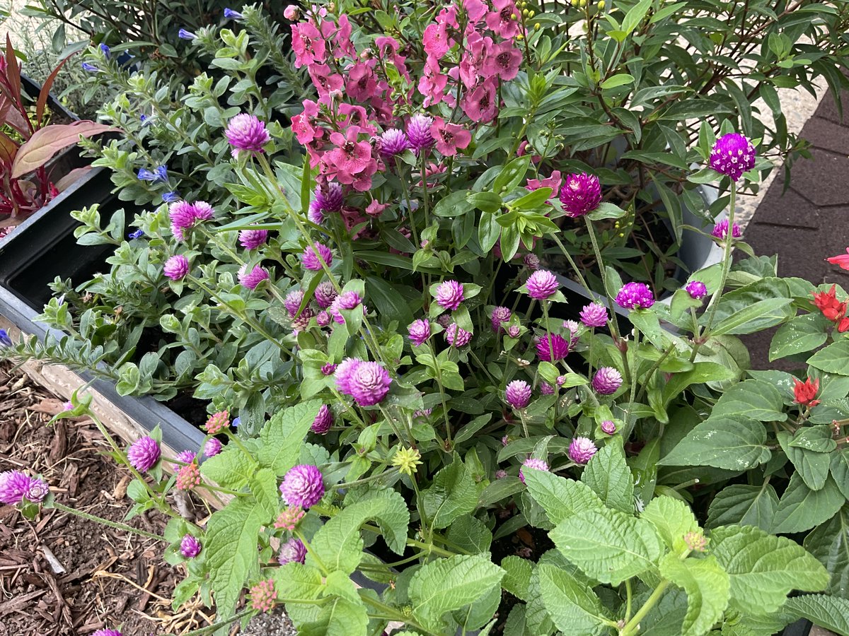 Anybody ready to get out in the garden. Even though it's spring we aren't quite ready to plant annuals. What will you be planting? #gardening #GardeningInspiration