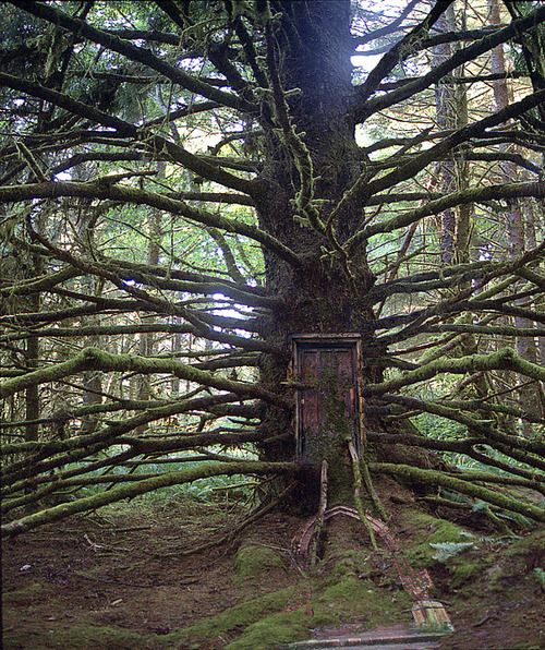 ElliottBlackwe3's tweet photo. If any tree should be the origin of a story, it's this one... https://t.co/kenACslsay