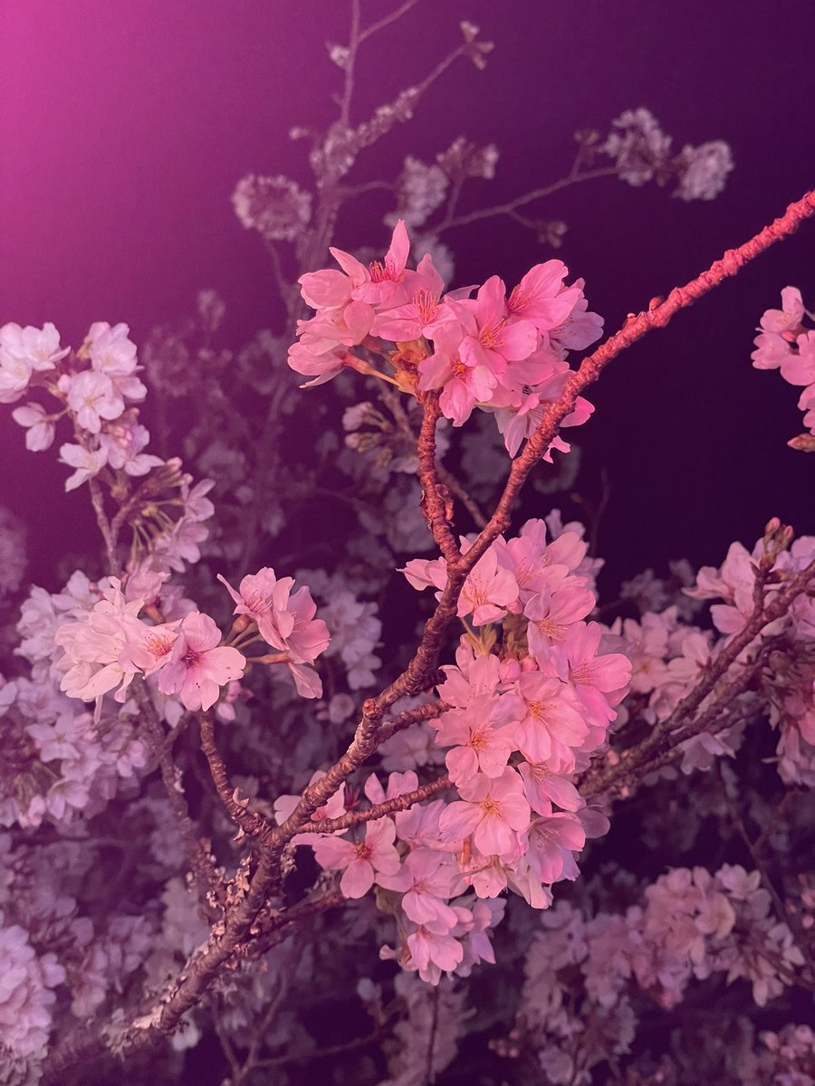 lestaylorphoto's tweet photo. Mobara was very nice yesterday. Full bloom with a solid stream of visitors but never became crowded. https://t.co/BexdKiaaSz