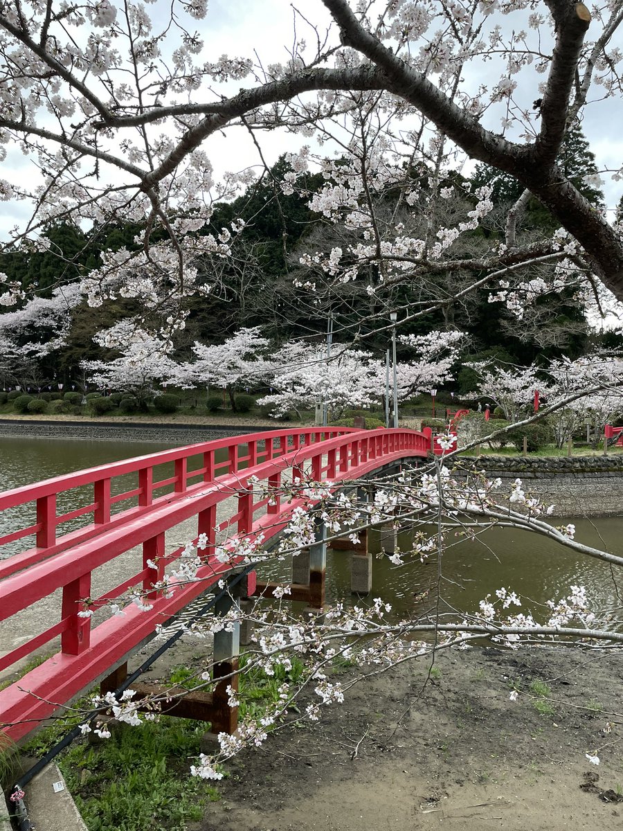 lestaylorphoto's tweet photo. Mobara was very nice yesterday. Full bloom with a solid stream of visitors but never became crowded. https://t.co/BexdKiaaSz