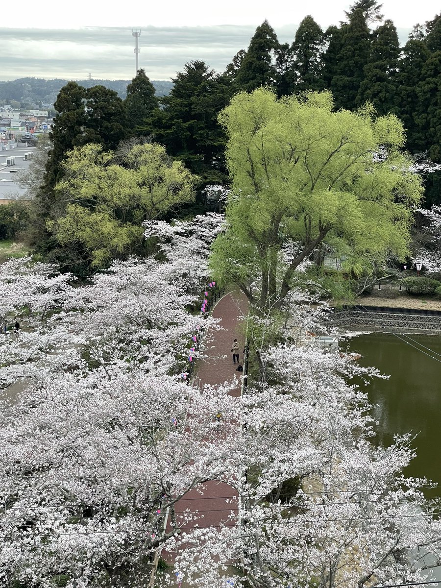 lestaylorphoto's tweet photo. Mobara was very nice yesterday. Full bloom with a solid stream of visitors but never became crowded. https://t.co/BexdKiaaSz