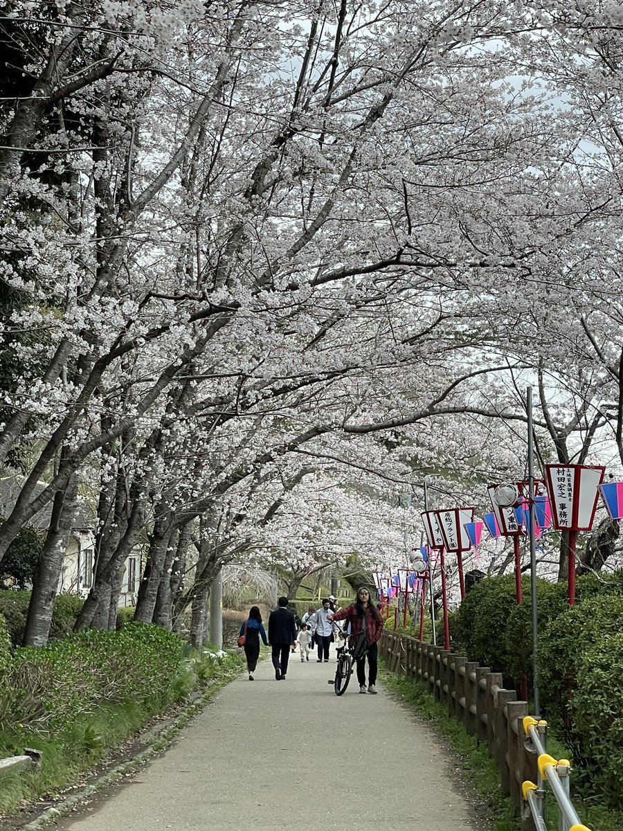 lestaylorphoto's tweet photo. Mobara was very nice yesterday. Full bloom with a solid stream of visitors but never became crowded. https://t.co/BexdKiaaSz