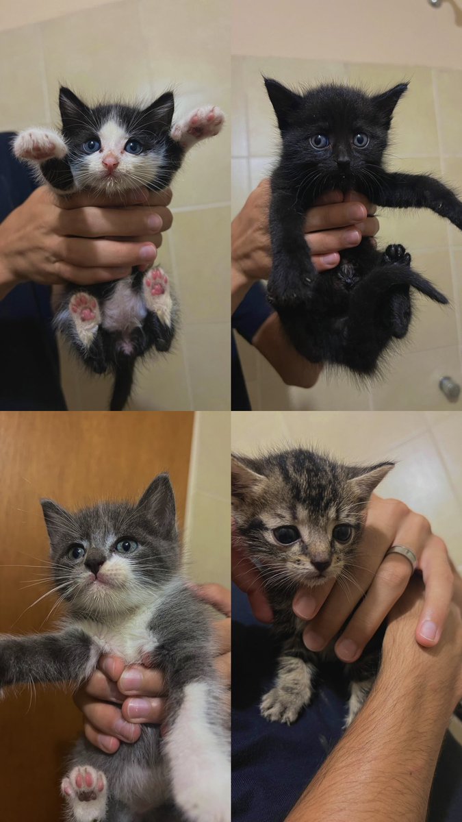 mmmilena11's tweet photo. ESTOS 4 BEBITOS BUSCAN UN HOGAR‼️‼️ 

se agradece info de algún hogar transitorio o permanente responsable https://t.co/iJgyfYyemJ