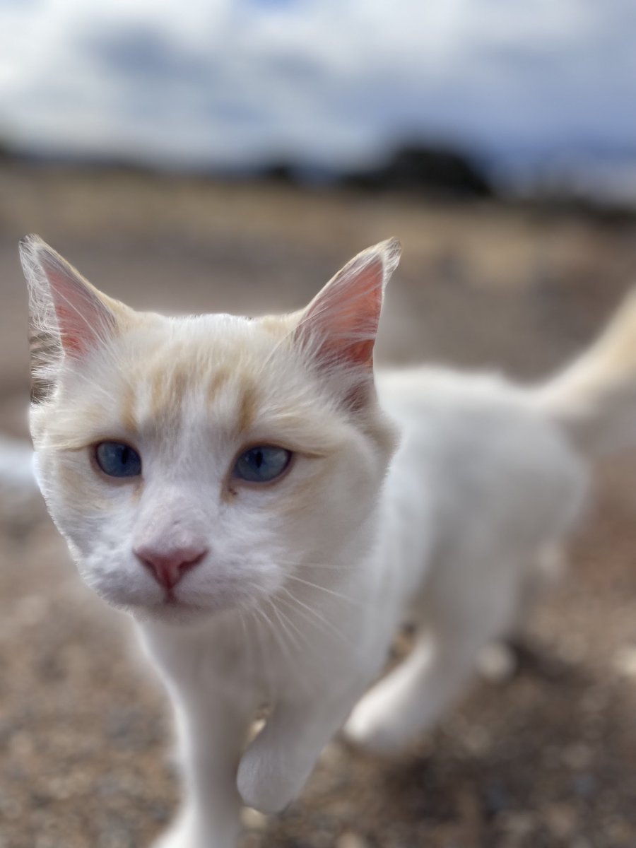 Arut28's tweet photo. Hi, I took a cat picture https://t.co/htxNGKXREd