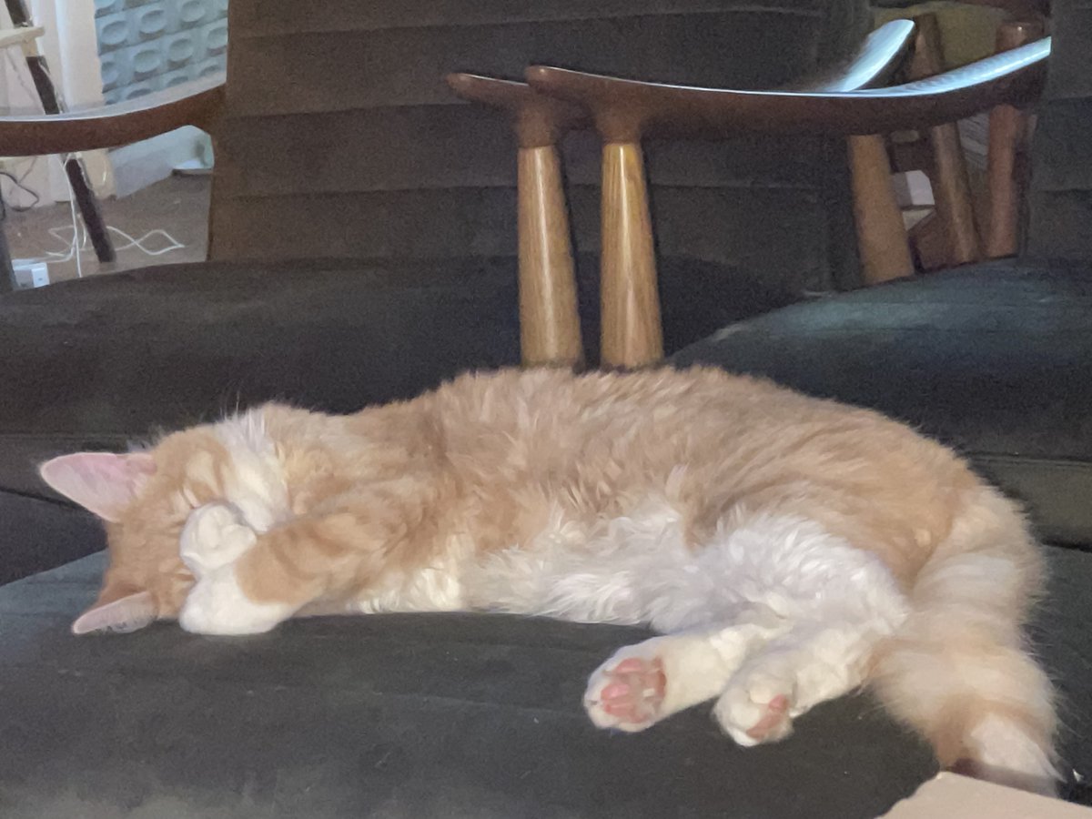 catedempsey's tweet photo. @AngryExile @mes4icon @LadyC_78 @SqueakySays @_Farmergeddon @thatkittenlady @ashlarblocks @Xenosmilus4 @BillynCharlie @allyc375 @1nilk2rulethem @ExileGhostly @Kungfuponder @dungeekin @nycdeb @AnOldWombat @ClaireWestbro14 @Jeremy_Starship @SamVimes6 @salnicko68 @_HelenDale @ContraryMar_i @birdy_jazz @hselftax @SteveBarrettM95 @SpokeyWheeler @mattsquair @IrockyIan @travellingbrief @coluanaigh @Graeme_Orr @missbossyboots @Museums4all @Bouteacca @byzantinologue @BewareTheStars @GardenerMinOne @exxcee1 @sauron_one @TenaciousCEEE @Therese56143133 @Bildge3 @Dr_Quackenbusch @ShanghaiHannah @DavidLeyonhjelm 6 month old Howl says that the light is too bright to sleep. #pinktoebeans #Caturday https://t.co/3FyLG4yPZu