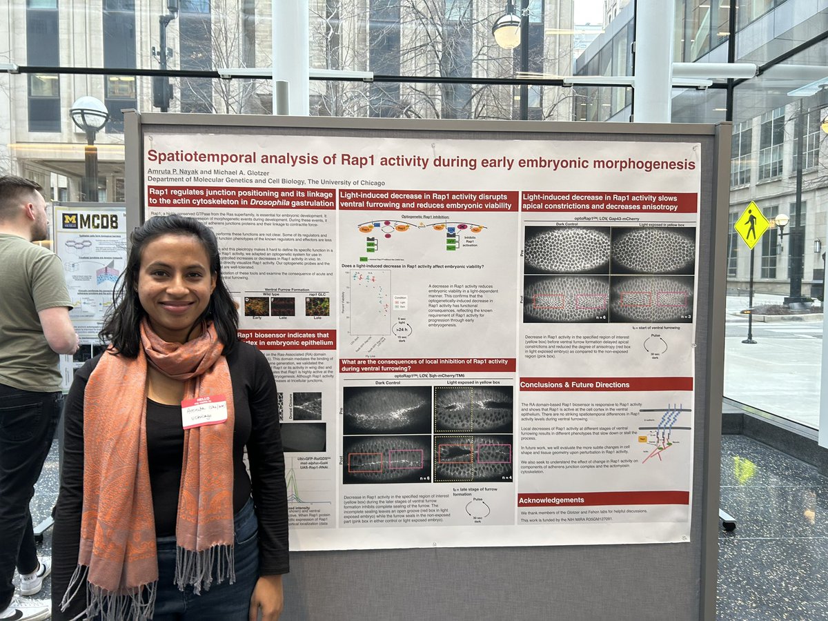 I got selected to give a long-form talk at next <a href="/ChiCytoskeleton/">Chicago Cytoskeleton</a>! If you are in Chicago on April 21st, stop by at Northwestern’s downtown campus to see some cool Drosophila movies and learn how Rap1 coordinates the shape changes at supracellular level in early embryo
