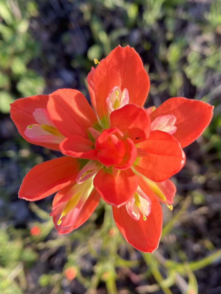 The Texas Indian Paintbrush! 🎨🖌️ That vibrant color comes from the modified leaves or bracts, not the flowers. A fav in my pasture! ❤️