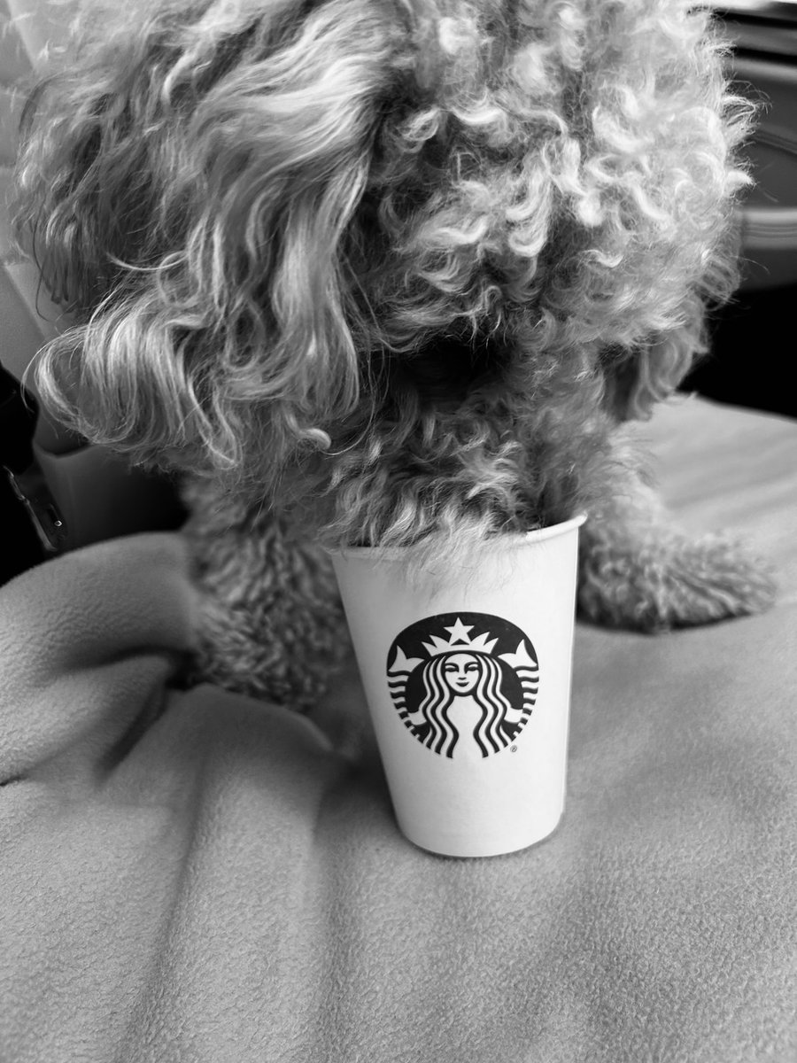 avafair's tweet photo. That first pup cup feeling✨💚 @Starbucks https://t.co/20ap3EqMrx