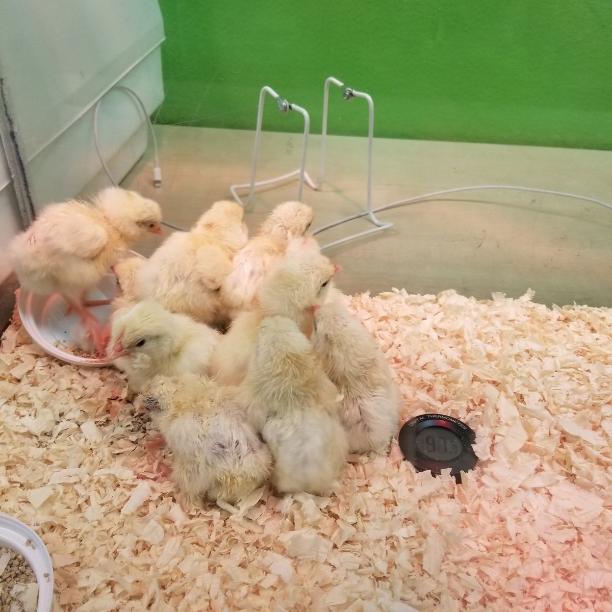 jshaber16's tweet photo. Learning is fun in Pre-k.  We started at the library to listen to a story and look at baby chicks that just hatched from an egg, went on a nature walk around the school,  mixed colors like the Mixed Up Chamleon, and made symmetry butterfly paintings. @VBPreK @vbHolland @VBTitleI https://t.co/DEE5rLiZME