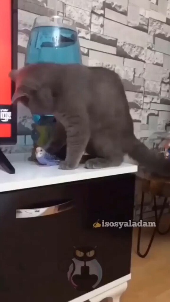 SevimliDostum's tweet photo. #kedizekalı #kedi #cat #catsofinstagram https://t.co/D5mqJO2xys