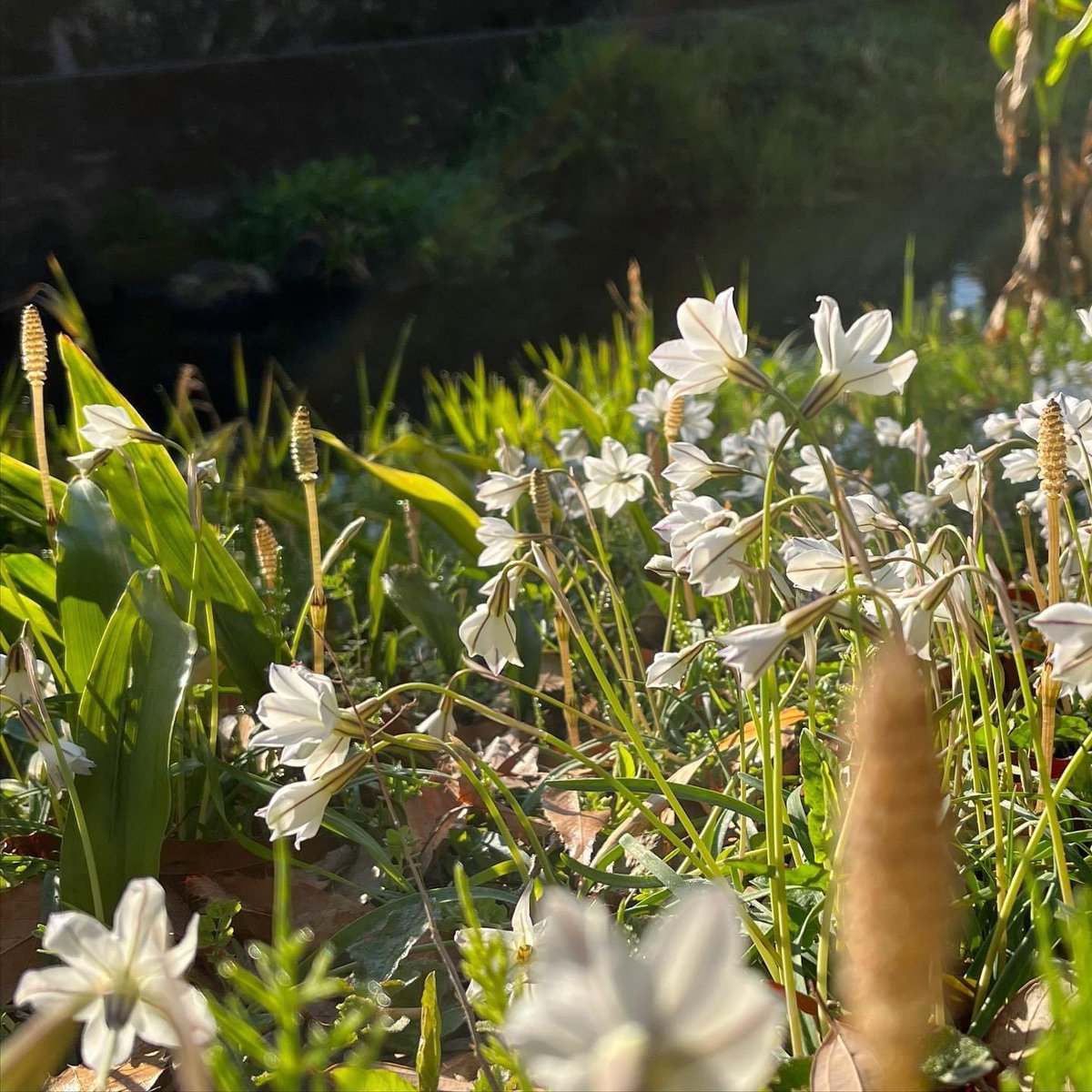 今週末も三島は雨模様ですが、源兵衛川沿いにも春の訪れを感じます。コーヒーと共に良い週末をお過ごしください。
