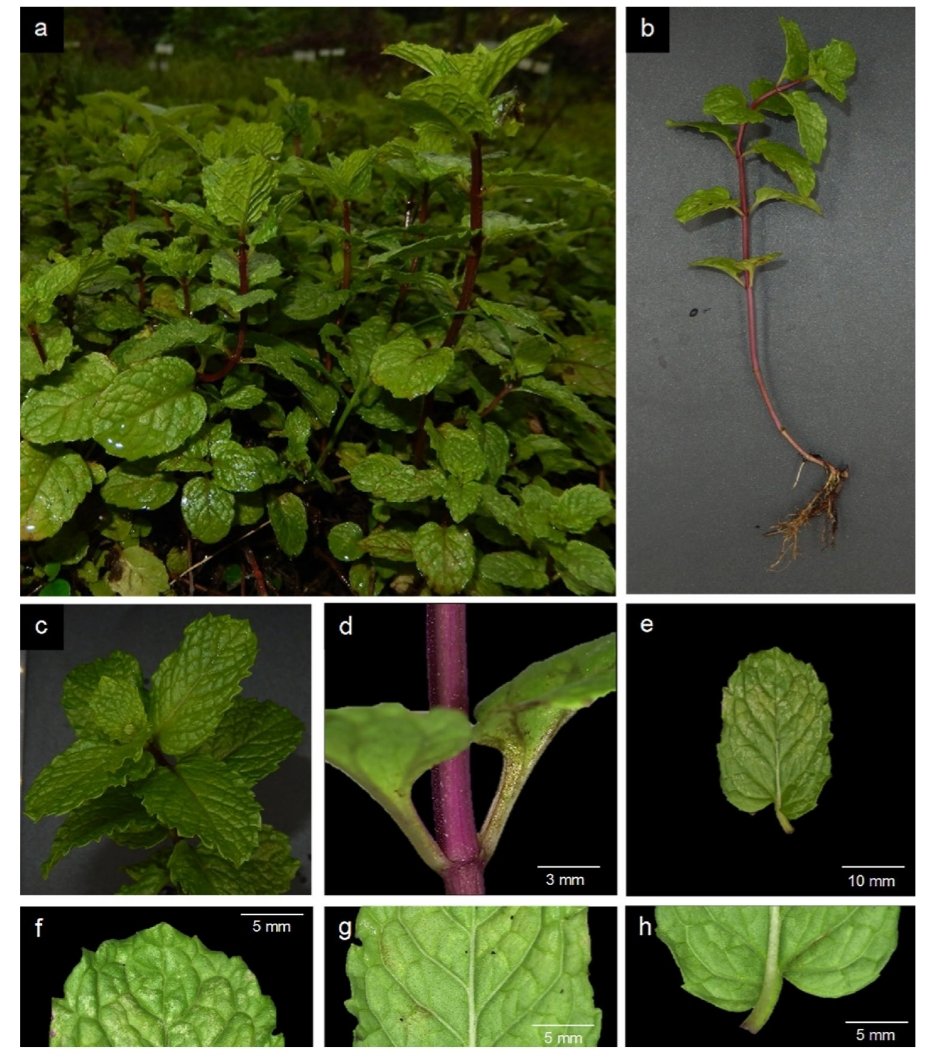 Sharing our paper on morphological and molecular evidences to support the identification of “yerba buena” (𝘔𝘦𝘯𝘵𝘩𝘢 ×  𝘷𝘪𝘭𝘭𝘰𝘴𝘢 Huds.) in the Philippines

It is #MenthaBe. 💜

#Agrobiodiversity #Biodiversity #MedicinalPlants #Mentha #Lamiaceae

link.springer.com/article/10.100…