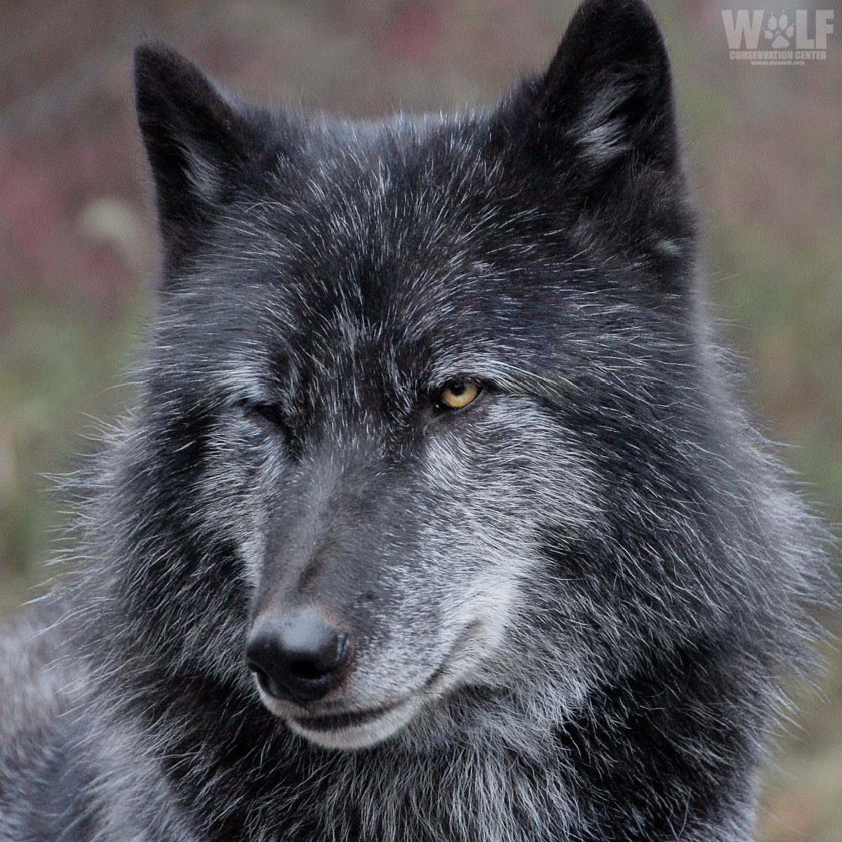 nywolforg's tweet photo. Let's do this 🐺 https://t.co/RExxDNim7z